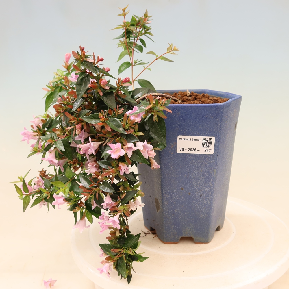 Kültéri bonsai – Abelia Edward Goucher – Nagyvirágú abélia