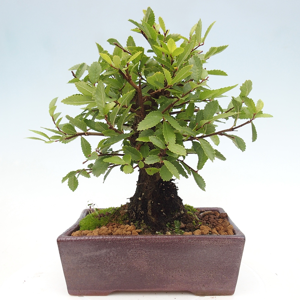 Kültéri bonsai - Zelkova - Zelkova NIRE