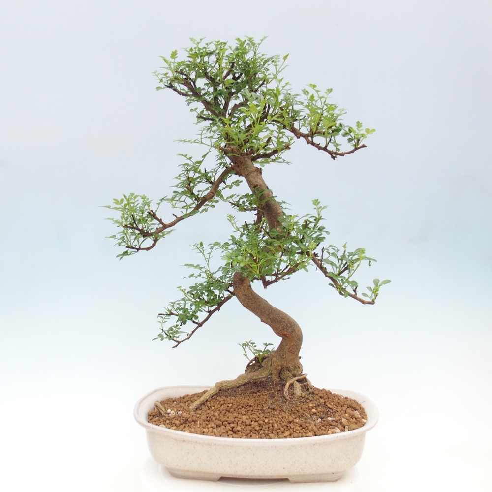 Szobai bonsai - Zantoxylum piperitum - borsfa
