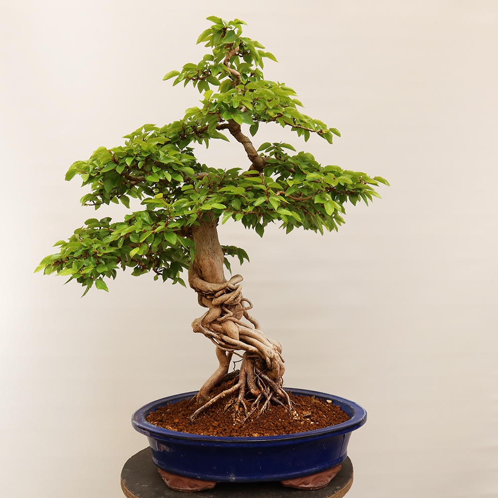 Kültéri bonsai -Carpinus Coreana - Koreai gyertyánfa