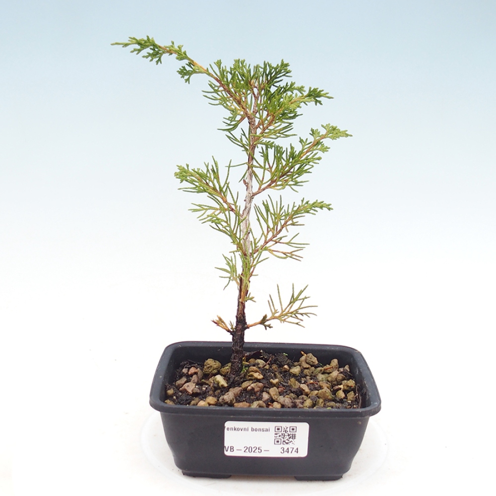 Kültéri bonsai - Juniperus chinensis Itoigawa