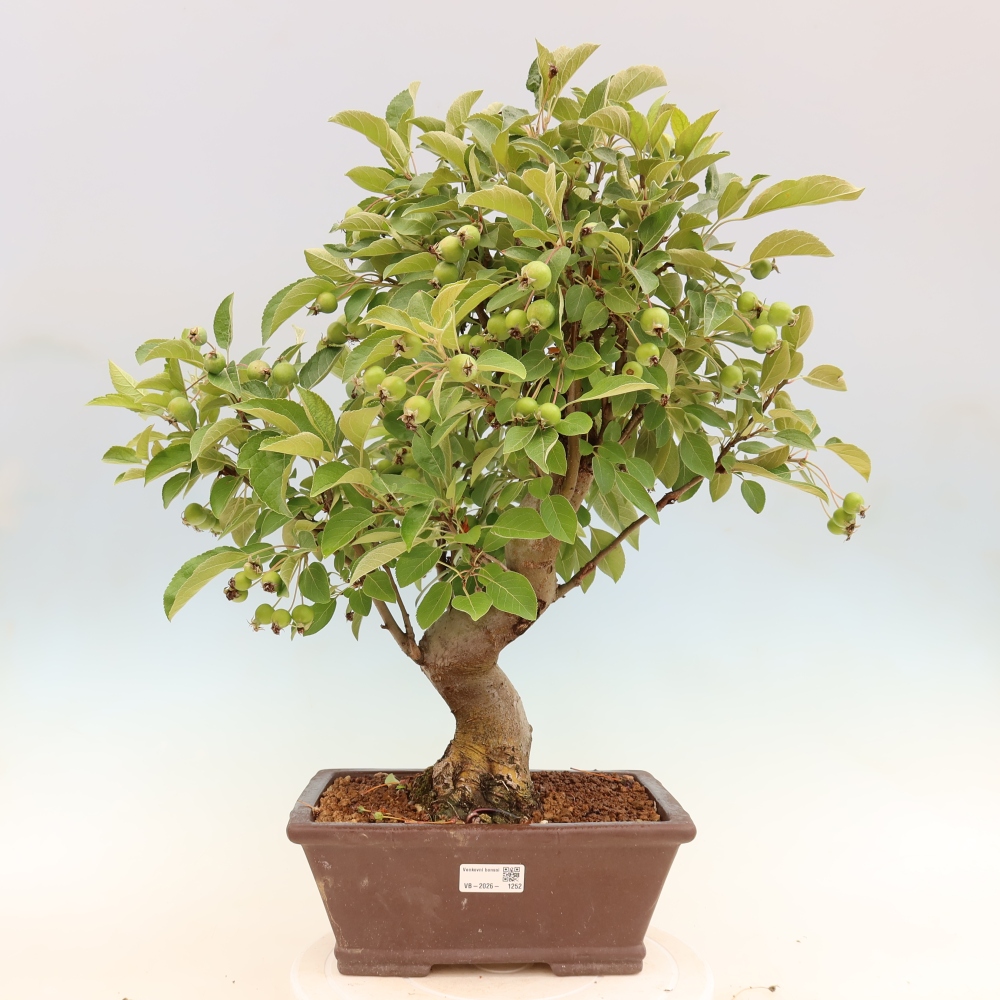 Kültéri bonsai -Malus halliana - Kis gyümölcsű almafa