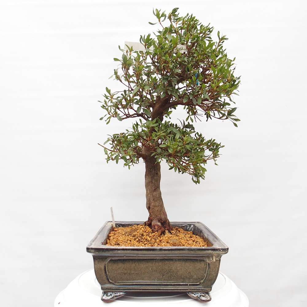 Kültéri bonsai - japán azálea - Azálea CHIHIRO