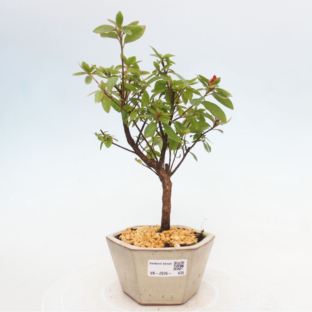 Kültéri bonsai - japán azálea - Azalea sp.
