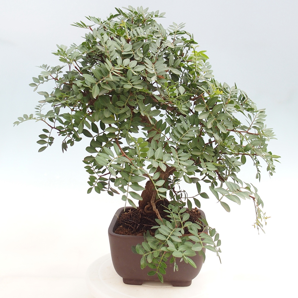 Szoba bonsai - Pisztácia