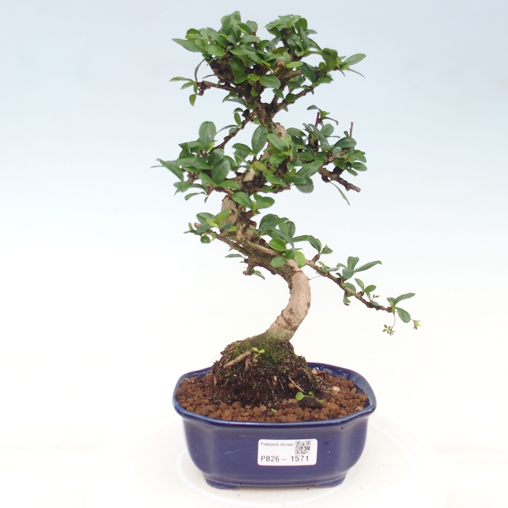Szobai bonsai - Carmona macrophylla - Tea fuki