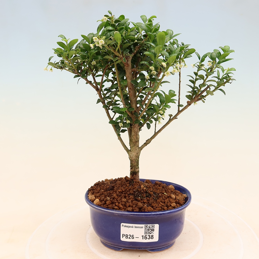 Szobai bonsai - Ilex crenata - Holly
