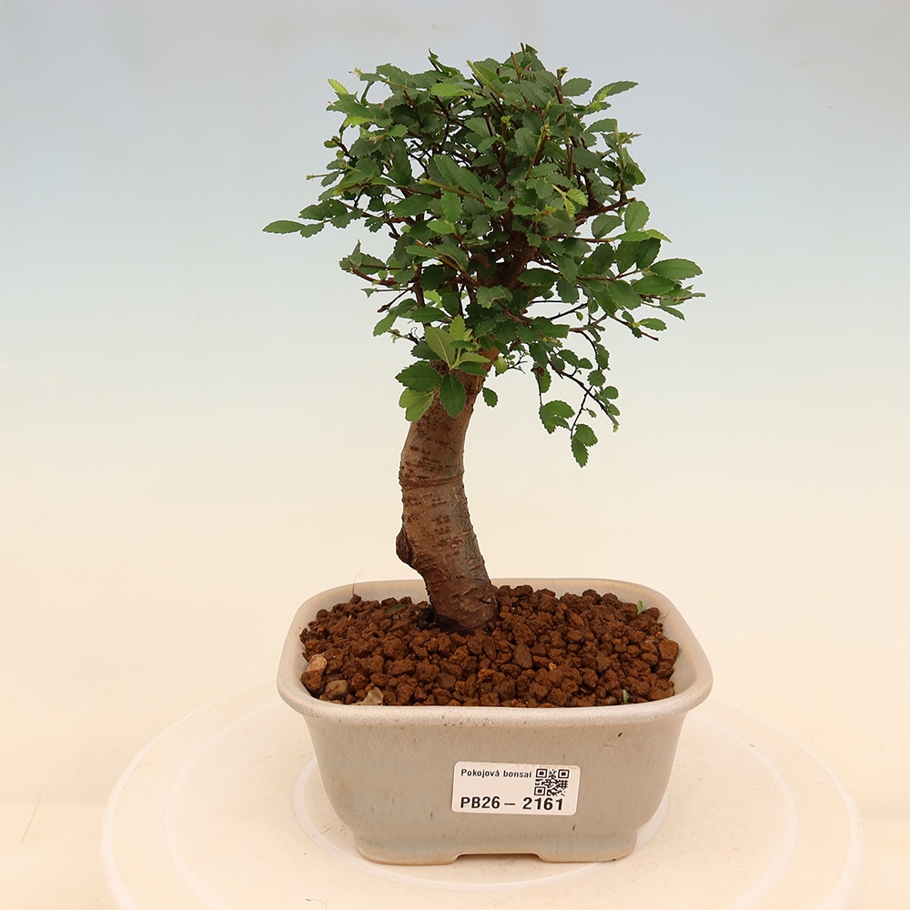 Szobai bonsai - Ulmus parvifolia - Kislevelű szilfa