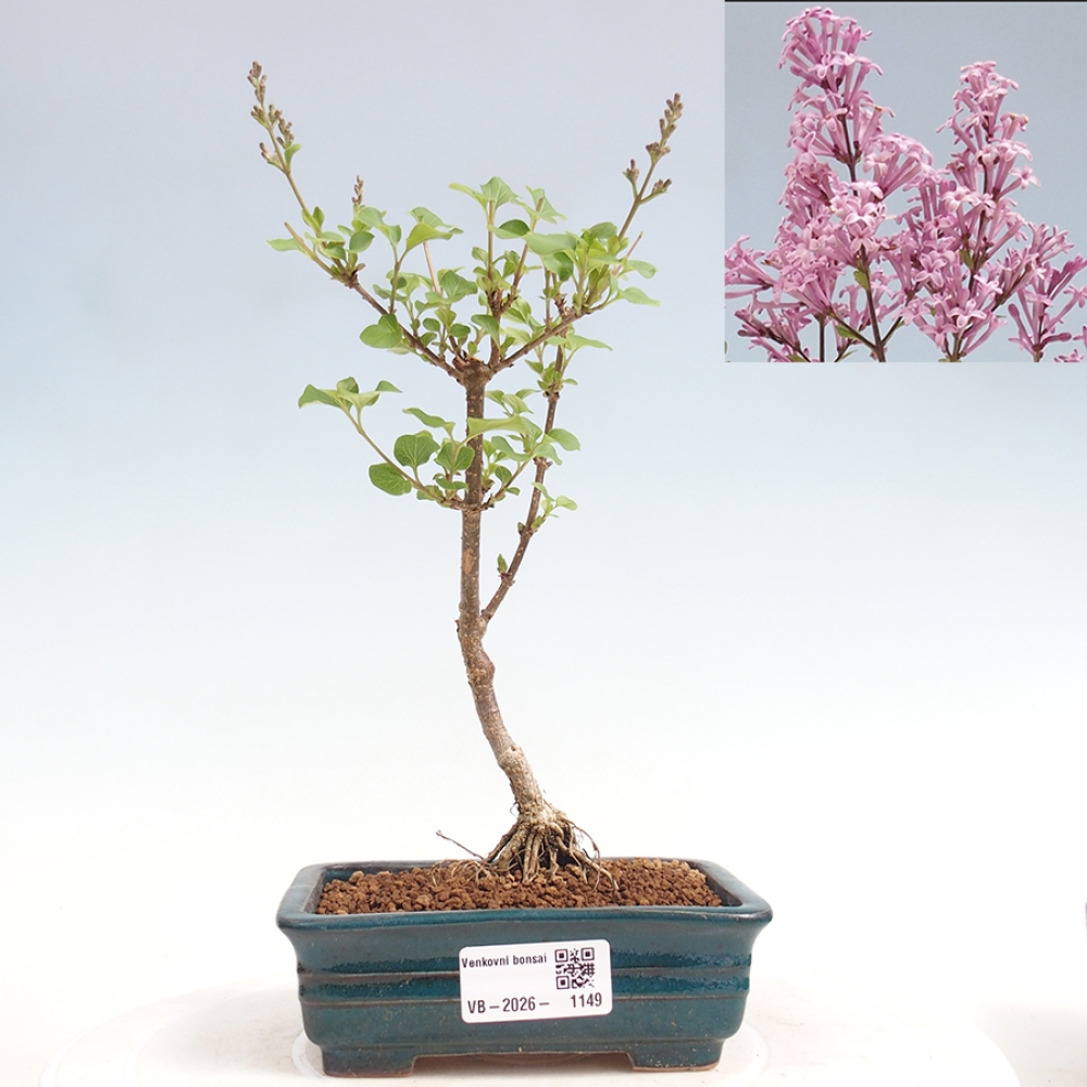 Kültéri bonsai - Syringa Meyeri Palibin - Meyer's Lilac
