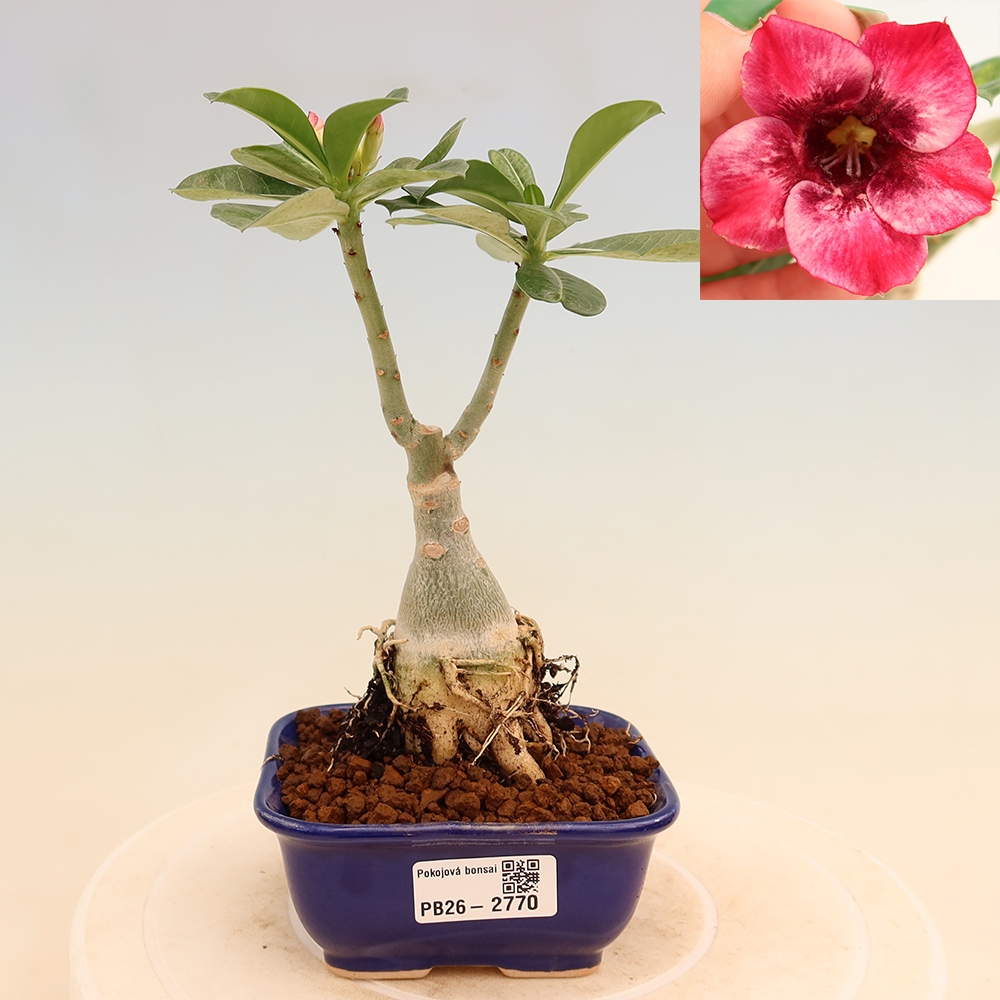 Szobabonsai – Adenium obesum, Mumbai Pink Diamond-ra oltva – Sivatagi rózsa
