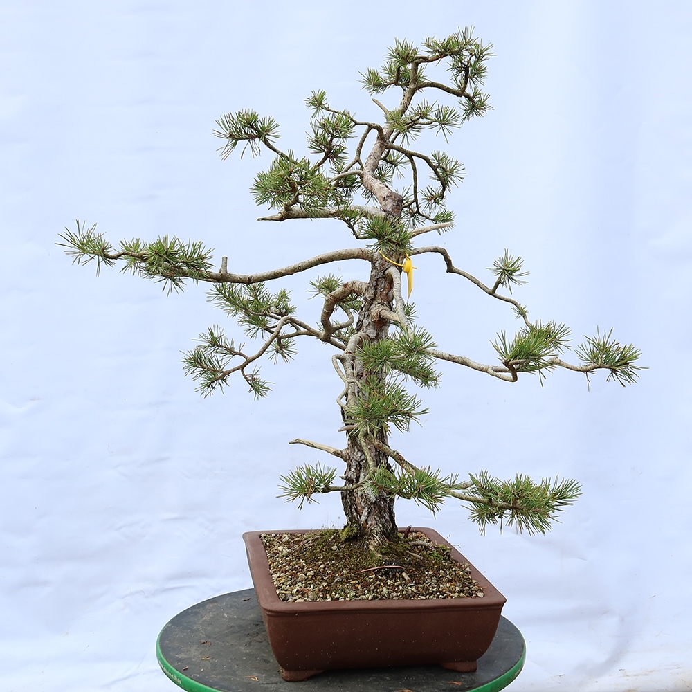 Pinus sylvestris Spanyolország – erdei fenyő