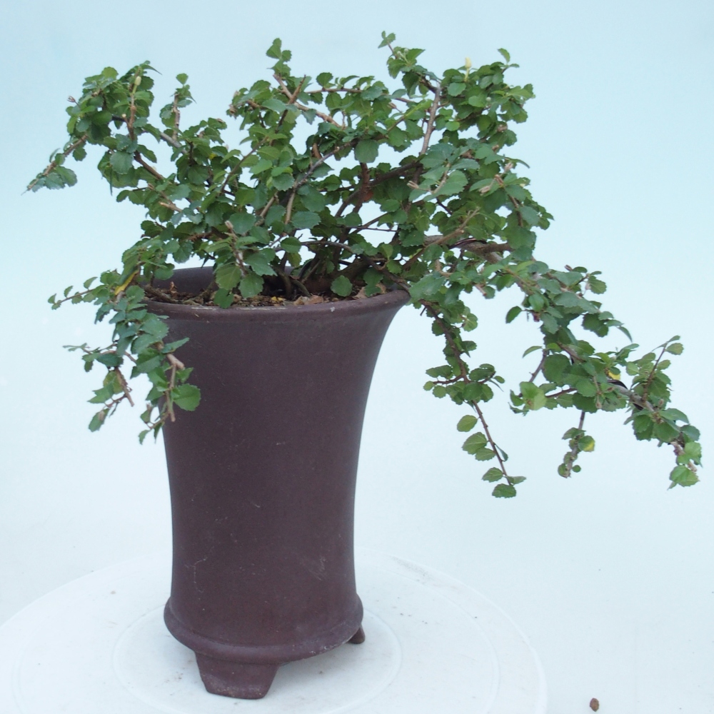 Szobai bonsai - Grewia sp. - Grewia malafolia