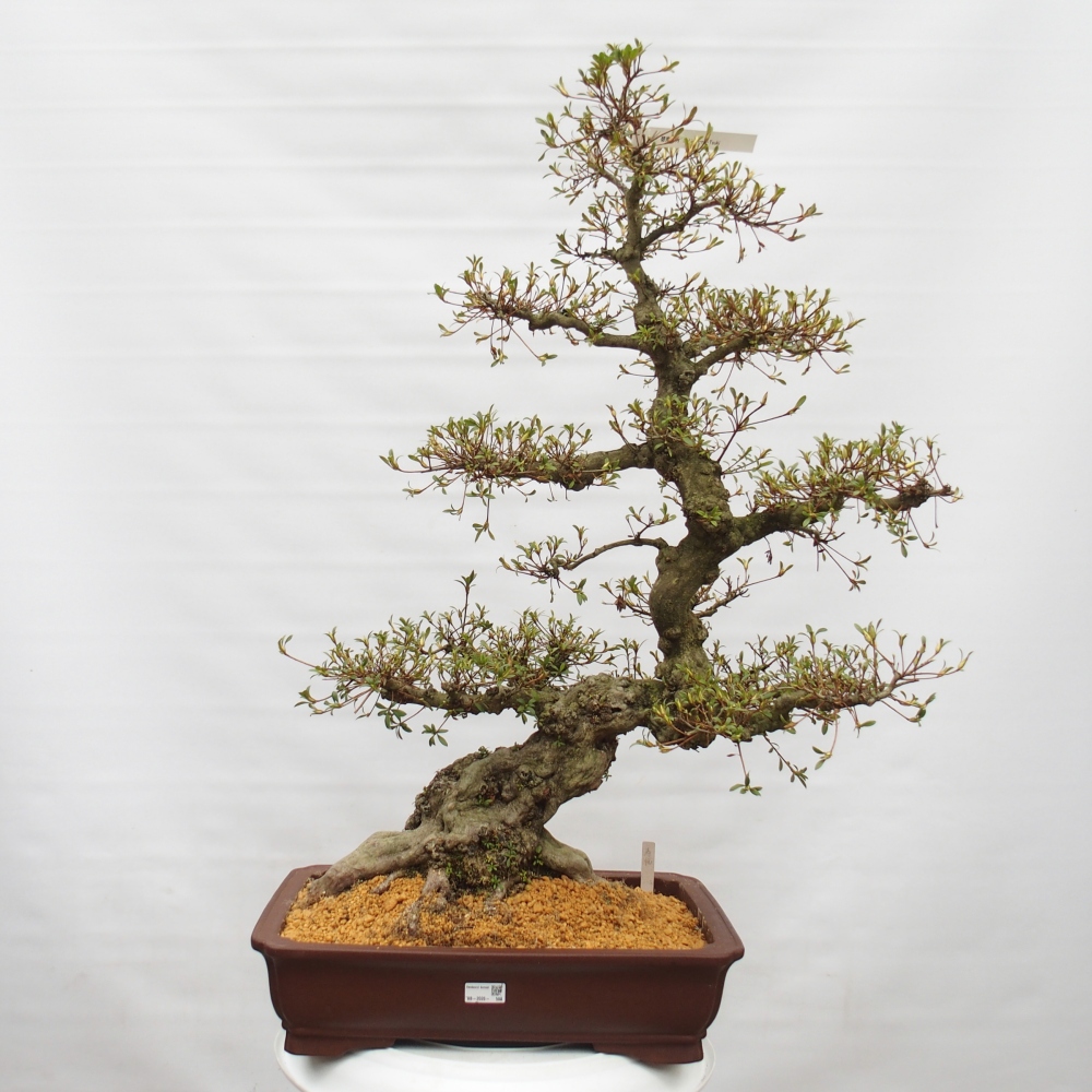 Kültéri bonsai - Japán azálea - Azálea Hekinan-no-Tsuki