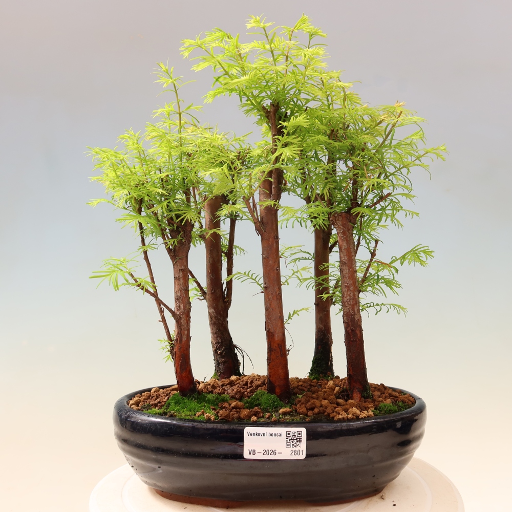 Kültéri bonsai – Metasequoia glyptostroboides – kínai metasequoia – kis erdő