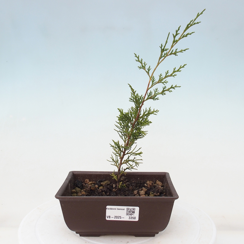 Kültéri bonsai - Juniperus chinensis Itoigawa