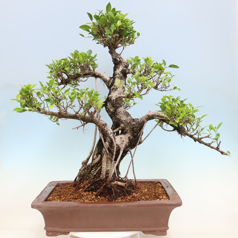 Szobai bonsai - Ficus kimmen - kislevelű fikusz