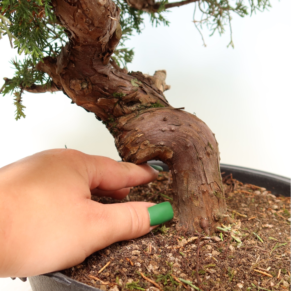 Kültéri bonsai - Juniperus chinensis Itoigawa-Juniperus chinensis