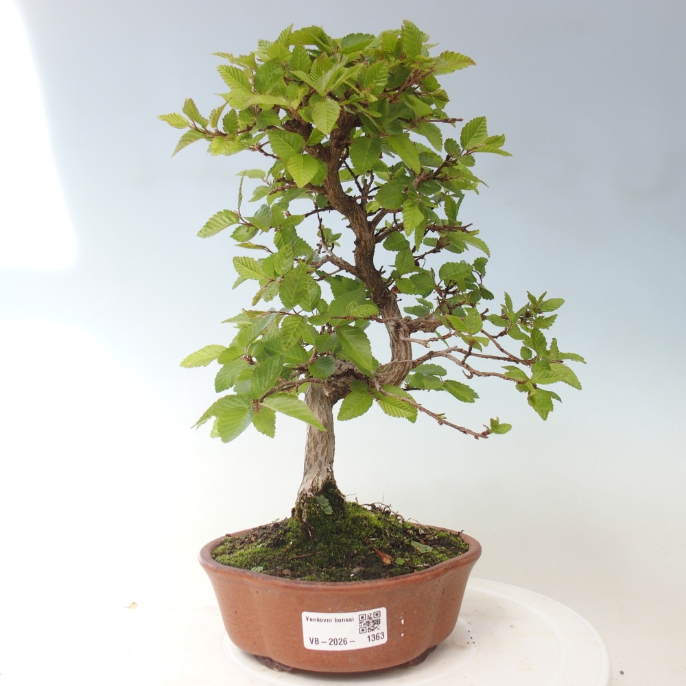 Kültéri bonsai -Carpinus CARPINOIDES - Koreai gyertyánfa