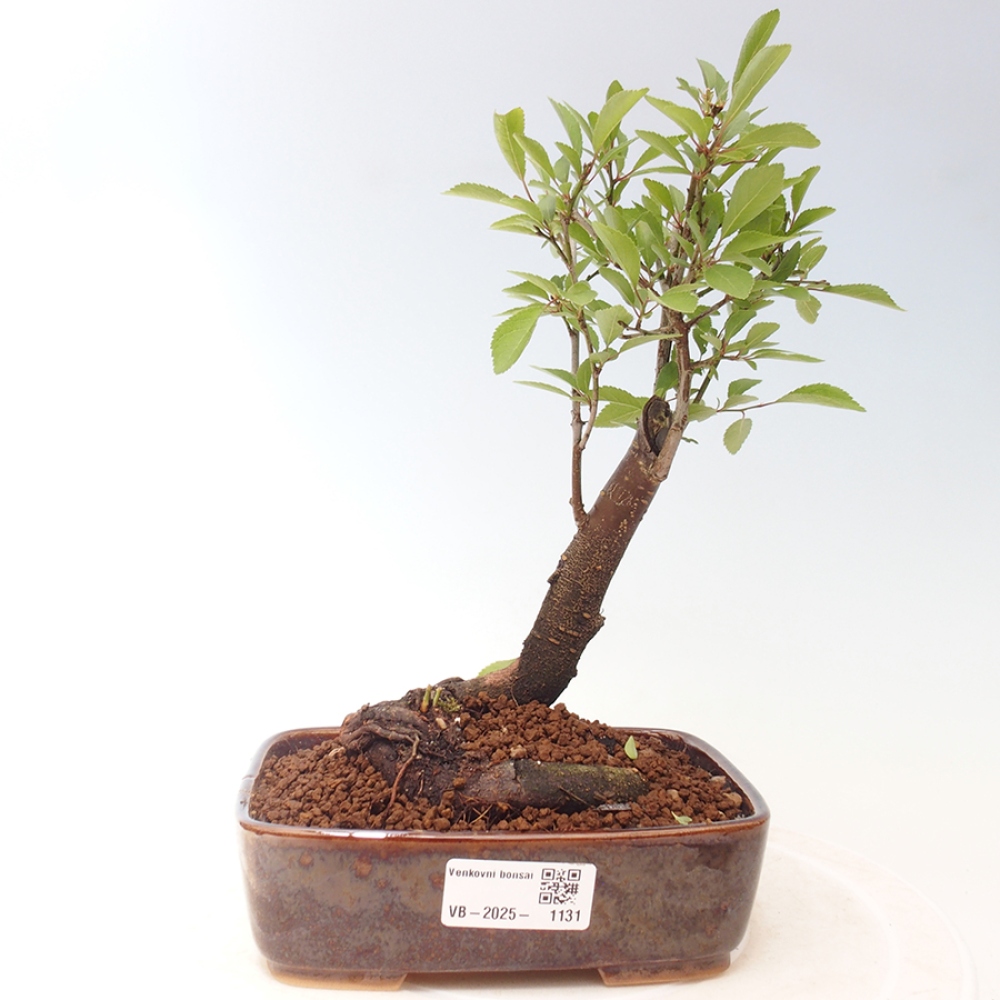 Kültéri bonsai - Prunus spinosa