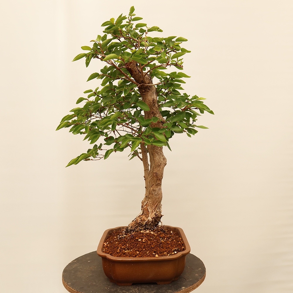 Kültéri bonsai -Carpinus Coreana - Koreai gyertyánfa