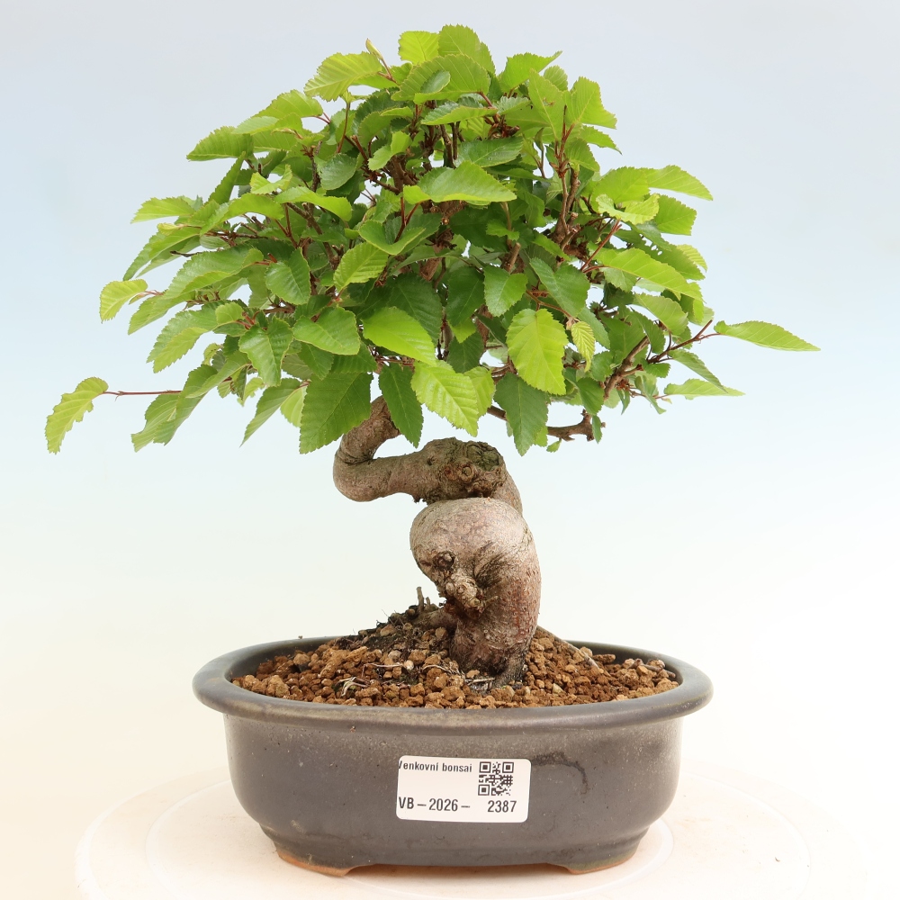 Kültéri bonsai -Carpinus Coreana - Koreai gyertyánfa
