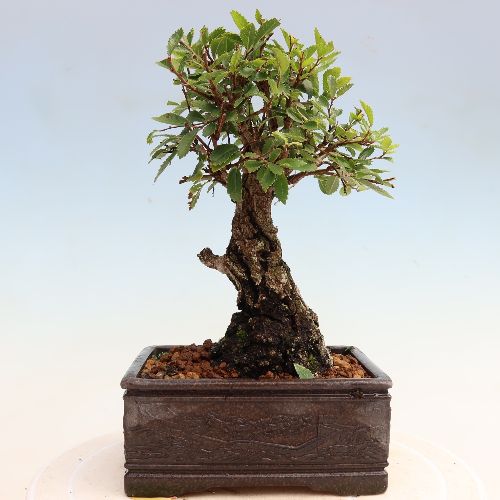 Kültéri bonsai - Zelkova - Zelkova NIRE