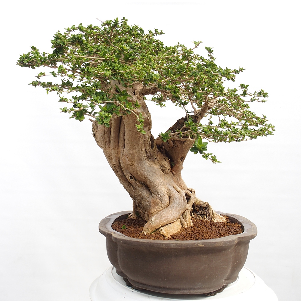Beltéri bonsai - Premna serratifolia - Kozlovna malolista