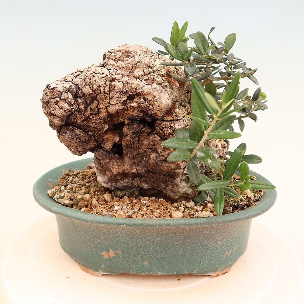 Beltéri bonsai - Olea europaea sylvestris