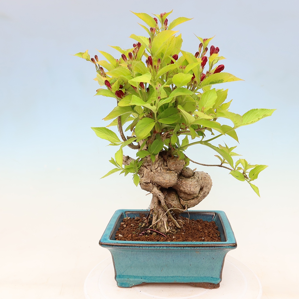 Kültéri bonsai – Weigela subsessilis – Koreai vajgélia