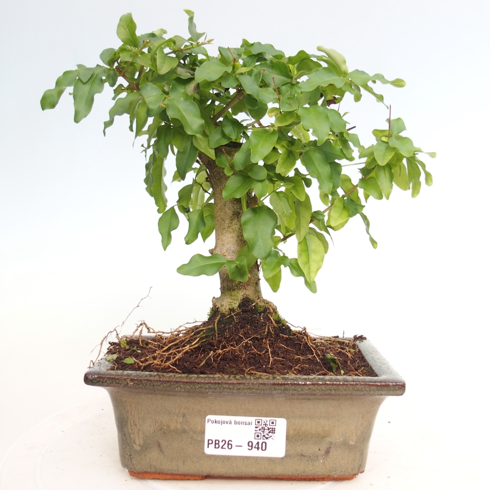Szobai bonsai -Ligustrum chinensis - Madárcsőr