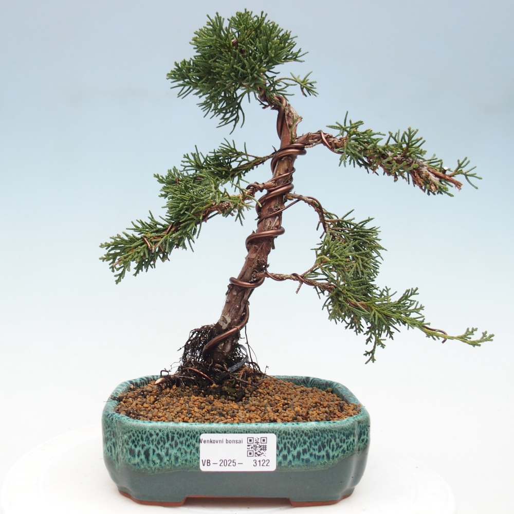Kültéri bonsai - Juniperus chinensis Kishu