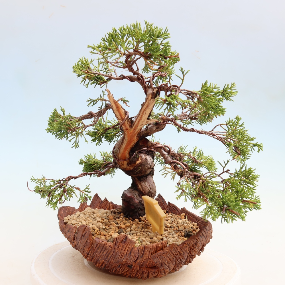 Kültéri bonsai - Juniperus chinensis Itoigawa-Juniperus chinensis