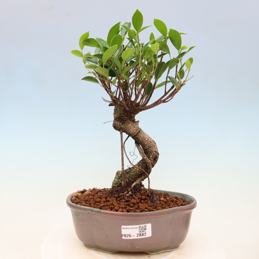 Szobai bonsai - Ficus kimmen - kislevelű fikusz