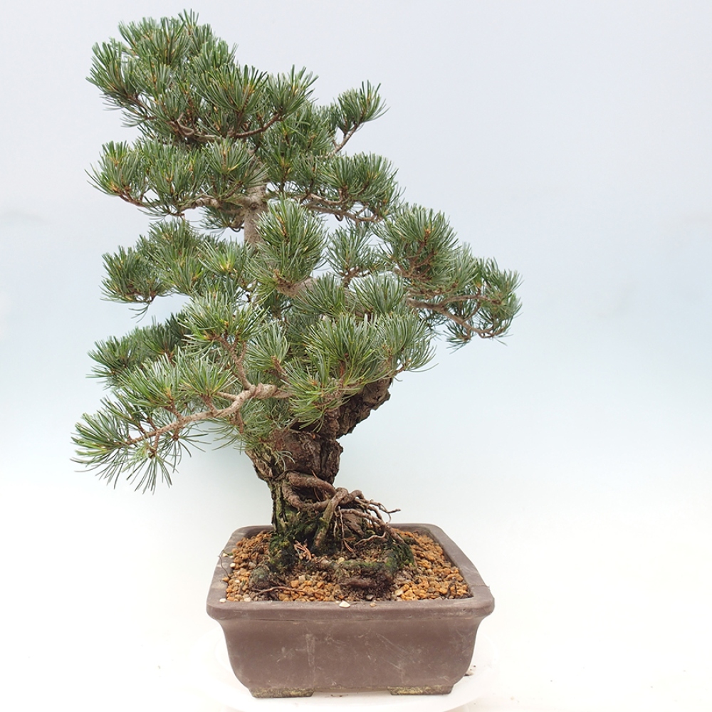 Kültéri bonsai - Pinus parviflora - Pinus parviflora