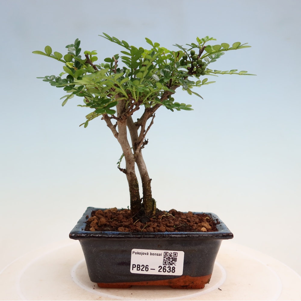 Szobai bonsai - Zantoxylum piperitum - borsfa