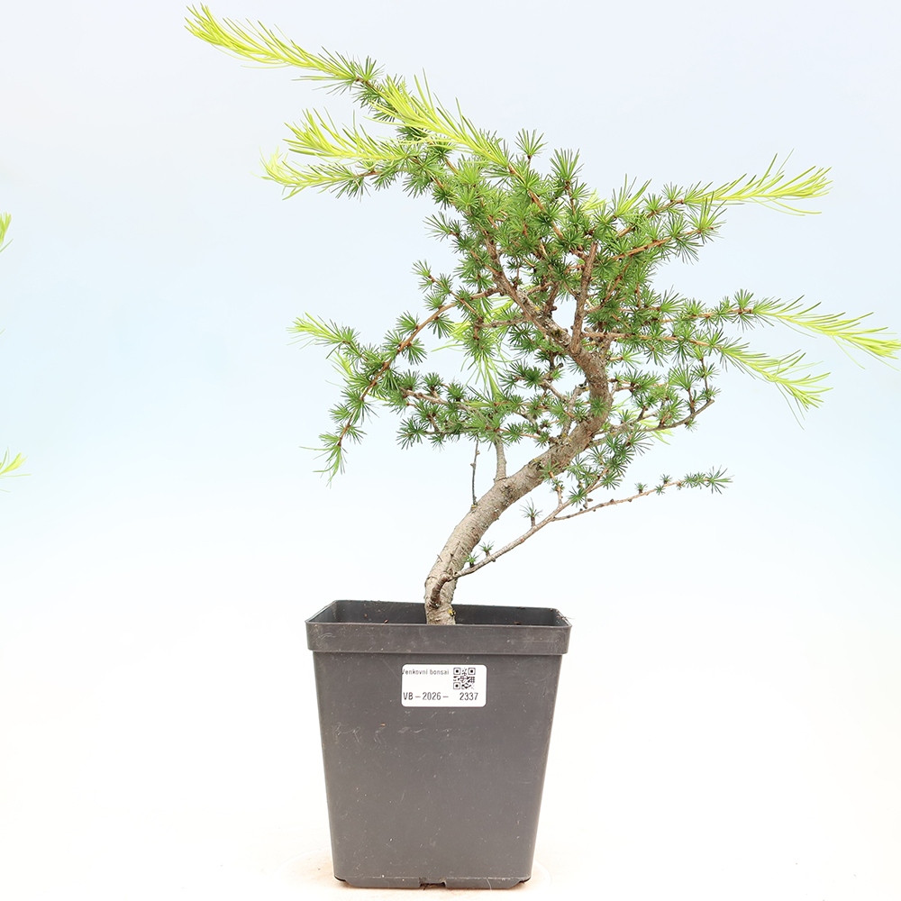 Kültéri bonsai - Larix decidua - vörösfenyő