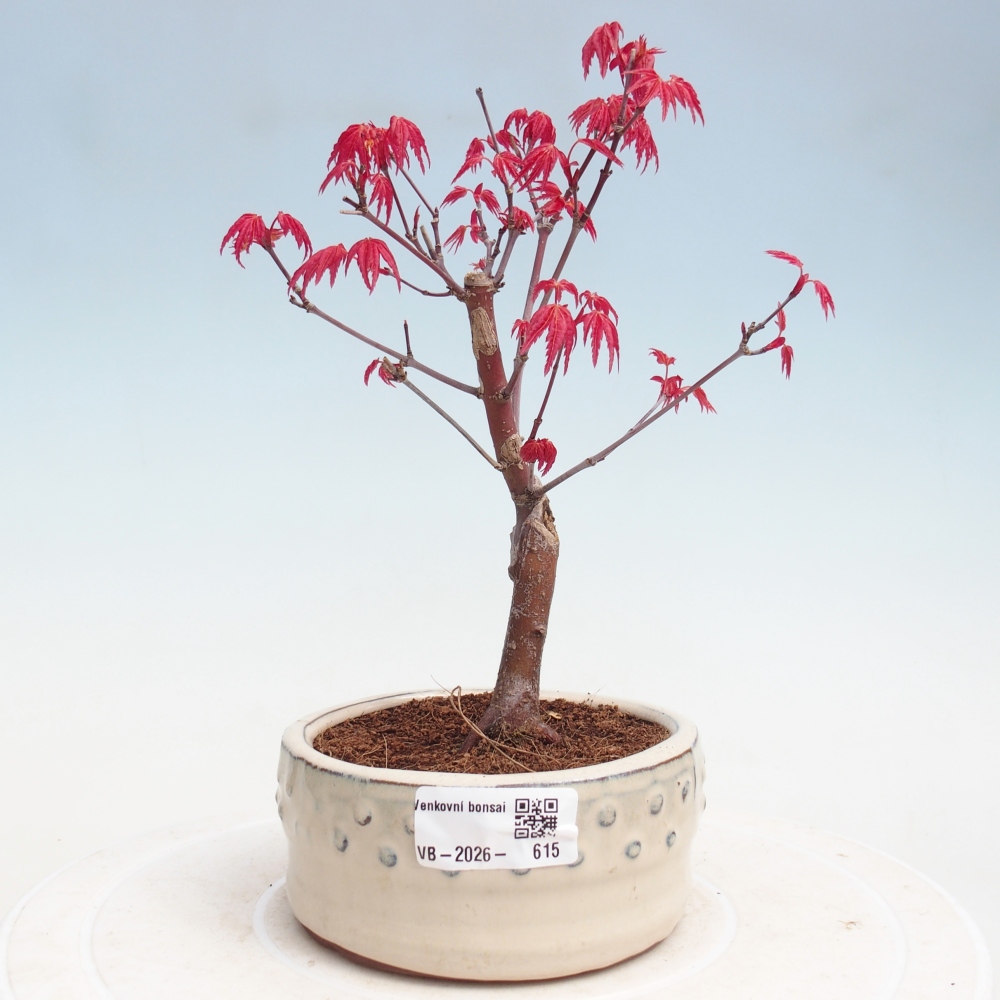 Kültéri bonsai - Acer palmatum DESHOJO
