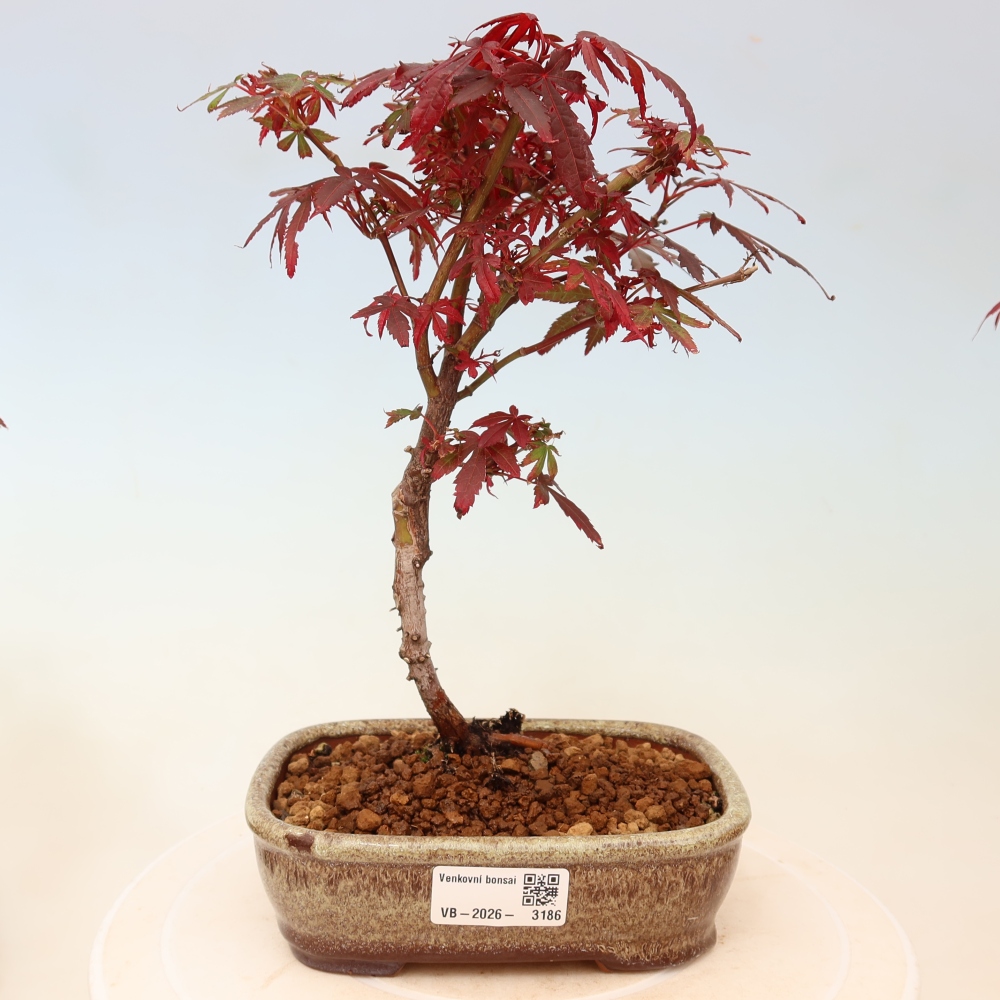 Kültéri bonsai – tenyérlevelű juhar – Acer palmatum Berry Broom 