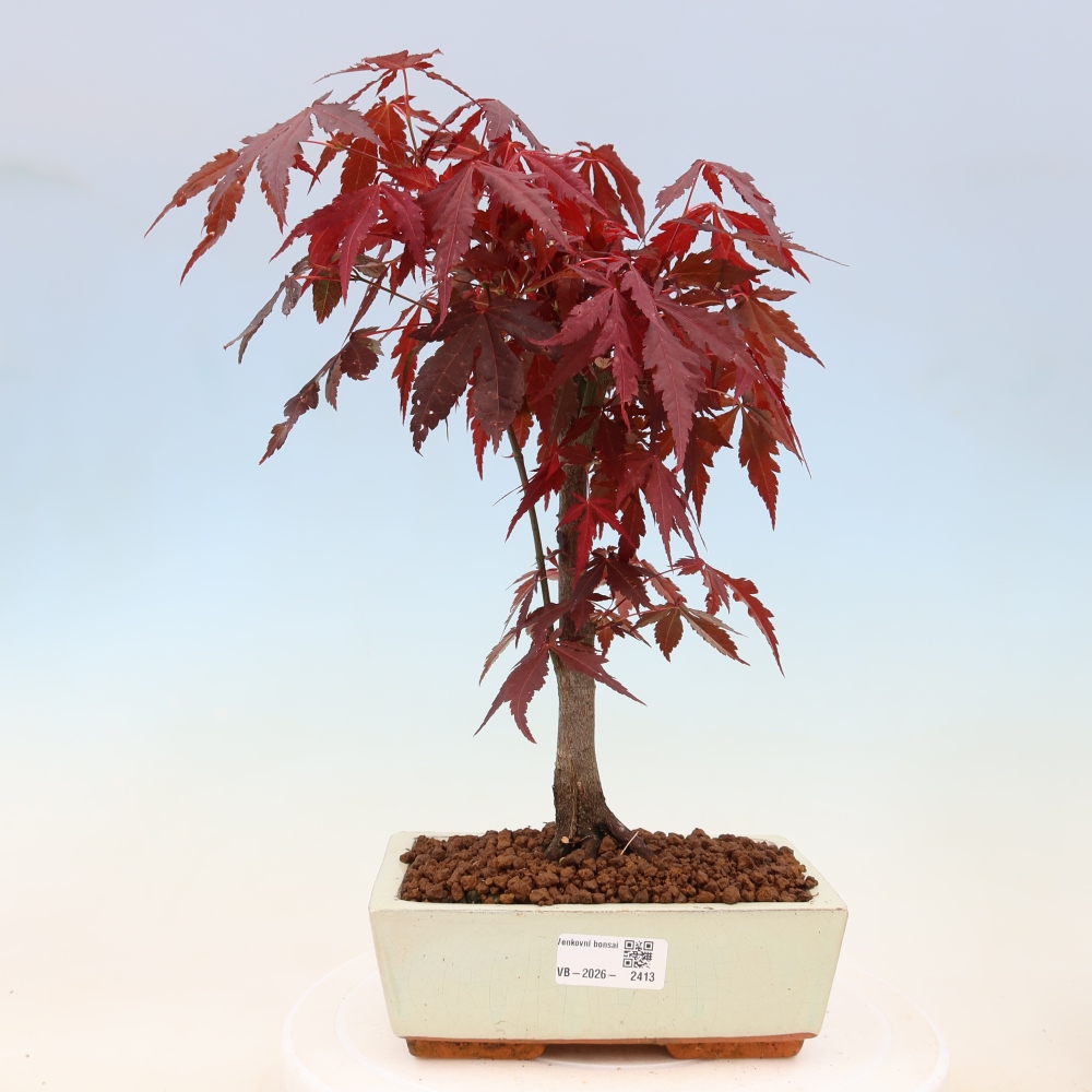 Kültéri bonsai - Acer pálma. Atropurpureum-Javor palmate