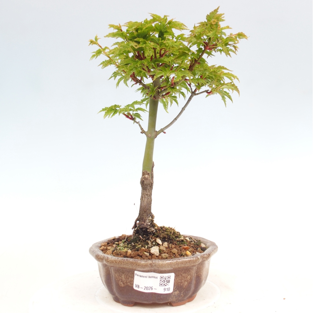 Kültéri bonsai -Javor kis levelű SHISHIGASHIRA