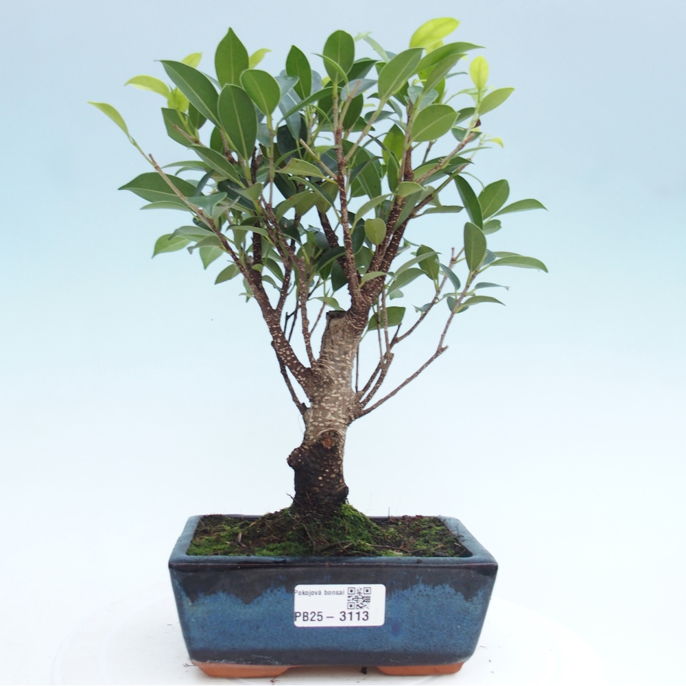 Szobai bonsai - Ficus retusa - kislevelű fikusz