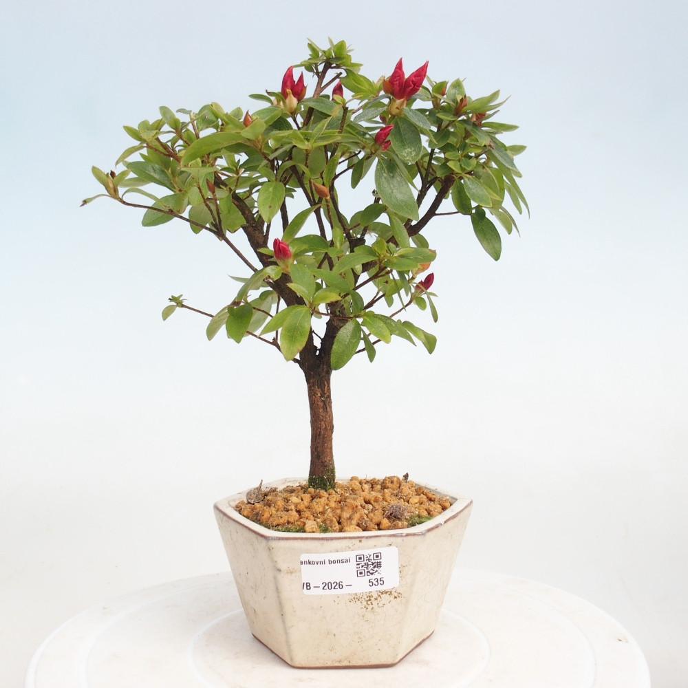Kültéri bonsai - japán azálea - Azalea sp.