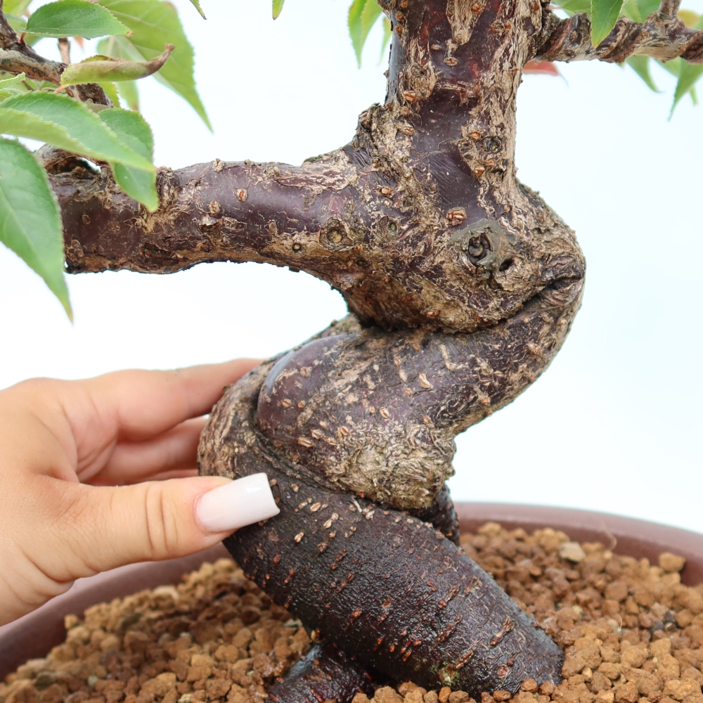 Kültéri bonsai – Japán barack – Prunus Mume