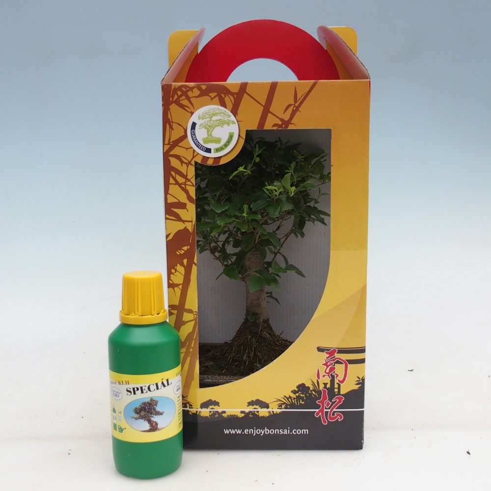 Szobai bonsai ajándékdobozban Ligustrum chinensis - Madárcsőr