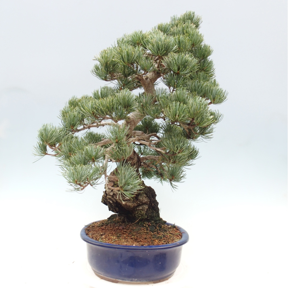 Kültéri bonsai - Pinus parviflora - Pinus parviflora