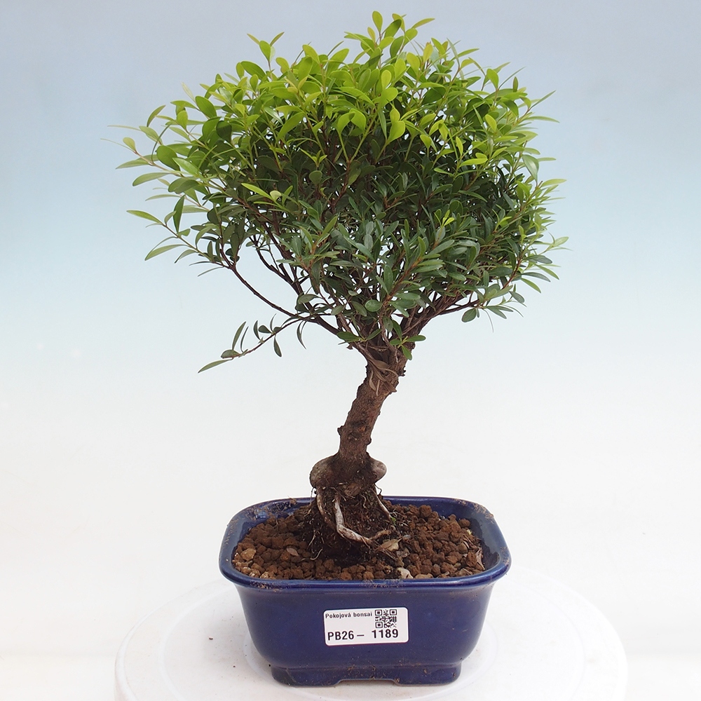 Szobai bonsai - Syzygium - Pimento