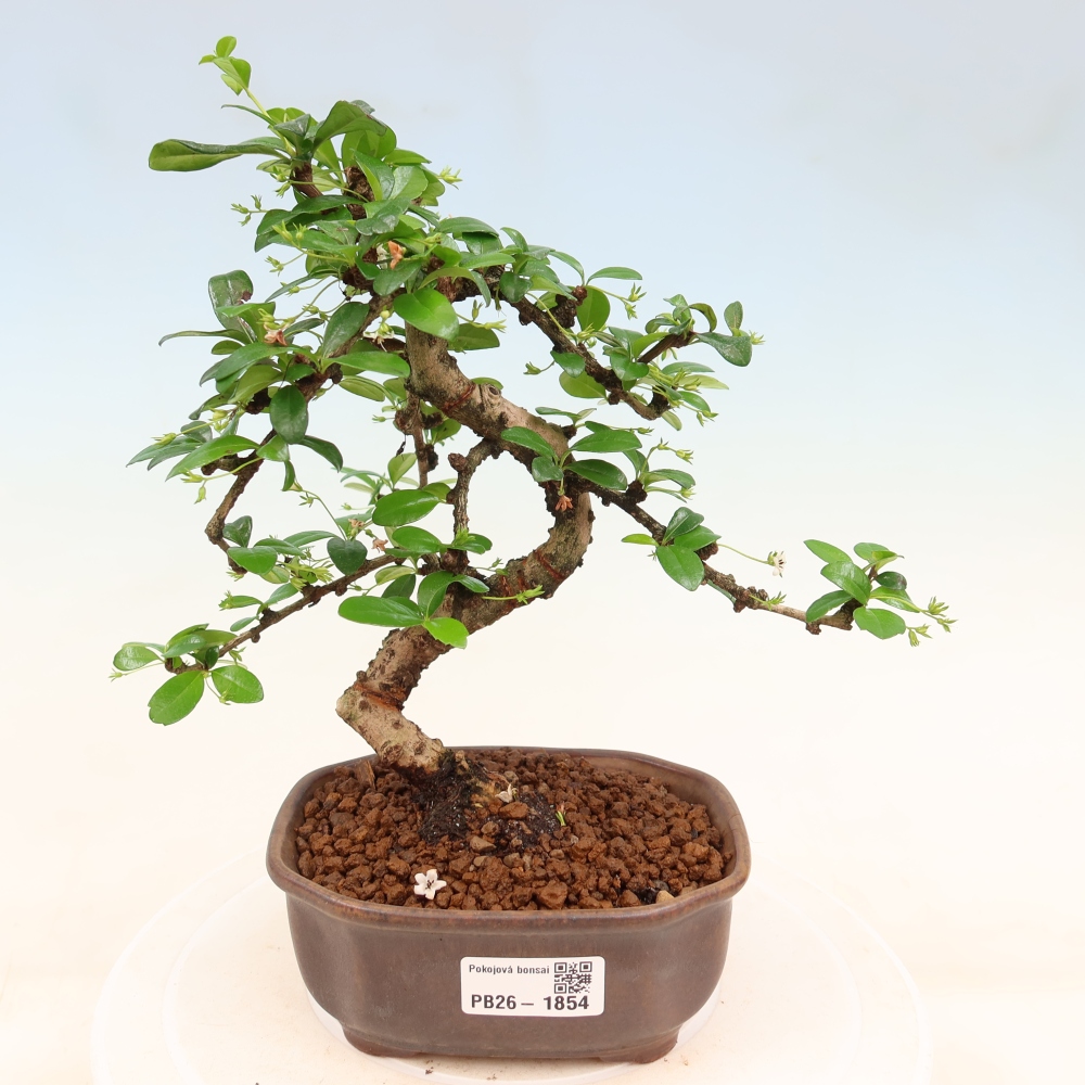 Szobai bonsai - Carmona macrophylla - Tea fuki