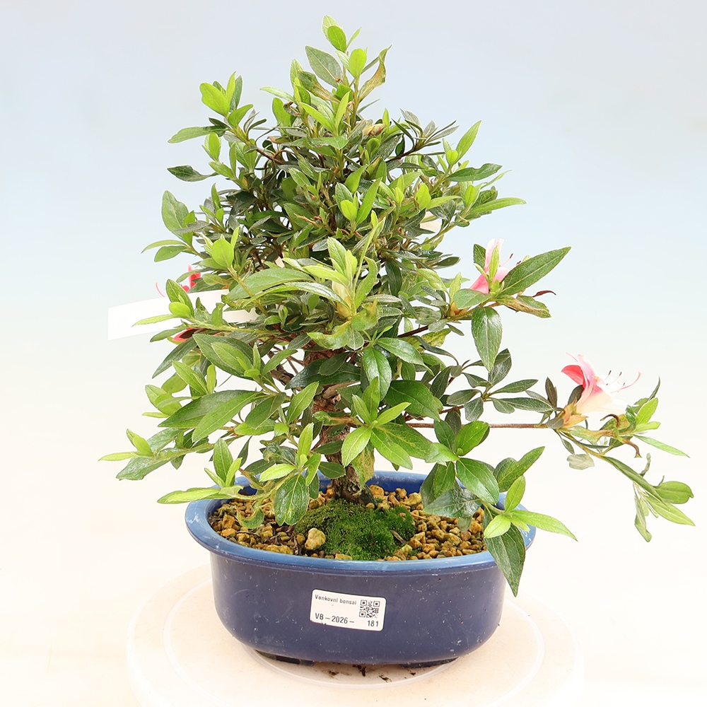 Kültéri bonsai - Japán azálea - Azalea Senhime