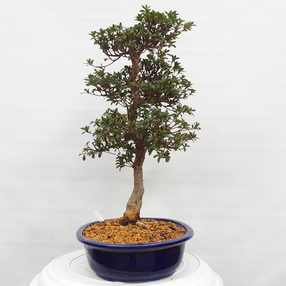 Kültéri bonsai - Japán azálea - Azalea Hanatsuzuri