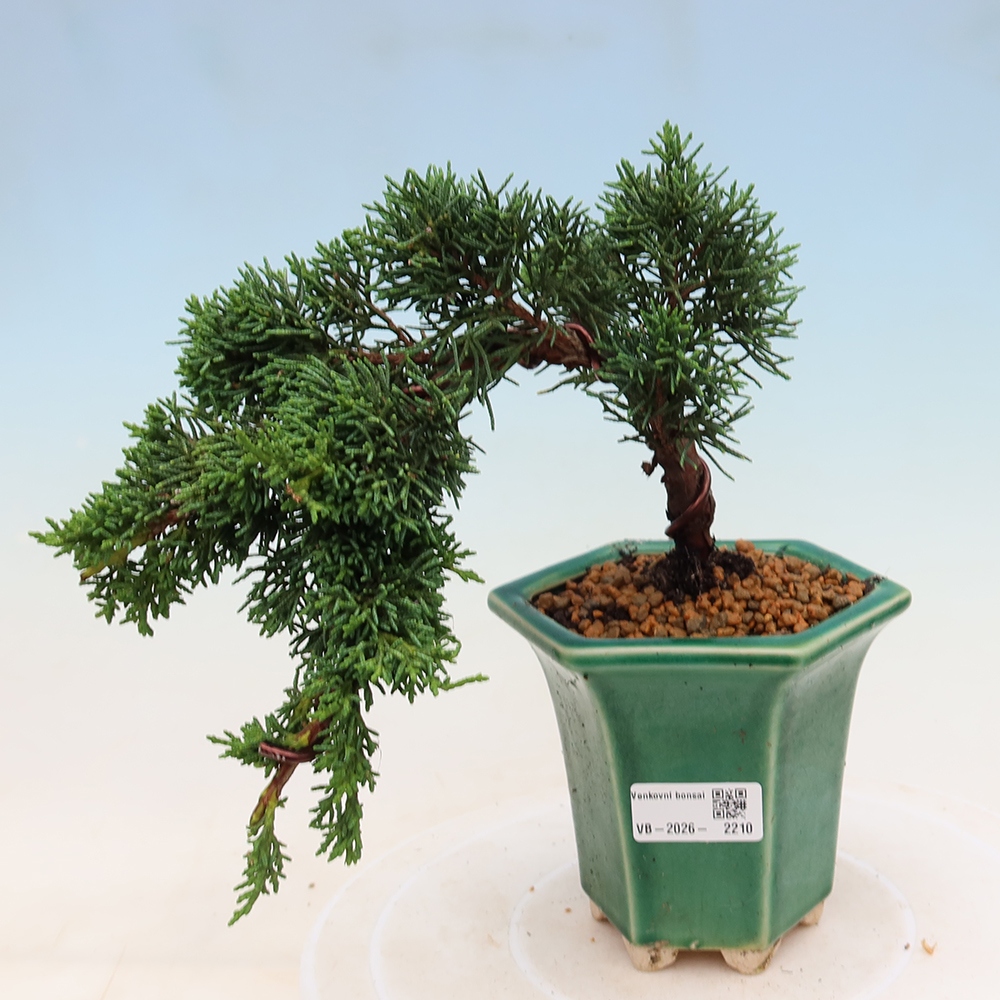 Kültéri bonsai - Juniperus chinensis Kishu